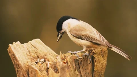 A bird and its habitat Stock Footage 220104858