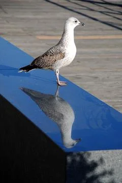 A bird and its reflection Stock Photos