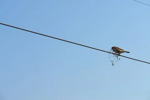 The bird and the line 2 Foto stock