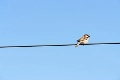 The bird and the line Foto stock