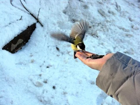 Bird and man Stock Photos