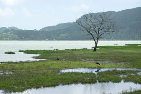 Bird and Marsh 스톡 사진