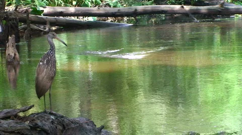 Bird and Nature Stock Footage 534542