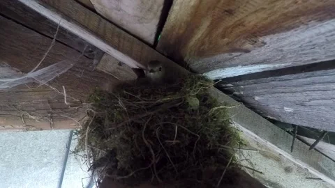 Bird and nest Stock Footage 146133339