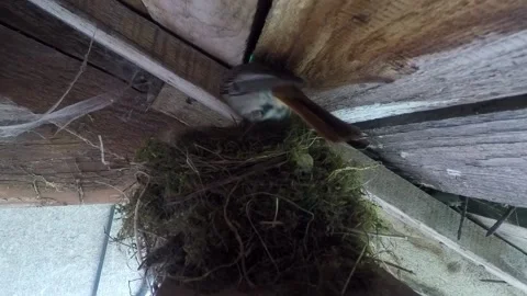 Bird and nest Stock Footage 146133387