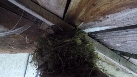 Bird and nest Stock Footage 146133415