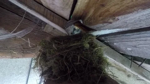Bird and nest Stock Footage 146133740