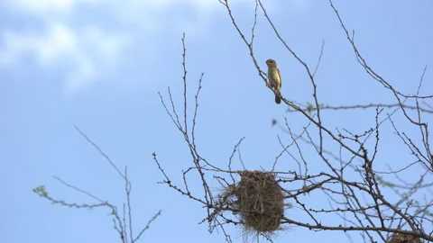 Bird and nest on tree on blue sky background Stock Footage 136900213