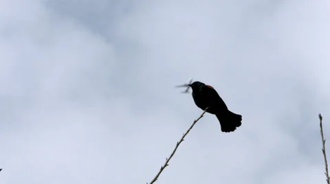 Bird and Plane Stockbeeldmateriaal 37086292