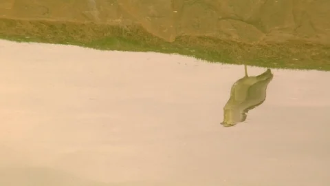 Bird and pond reflection nature wildlife photography Stock Footage 125274271