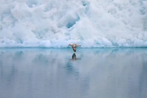 Bird and reflection Foto stock