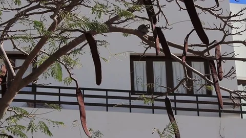 Bird and seed pod in tree Video stock 85301669