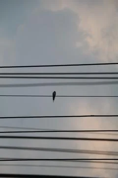 Bird and Sky Stock Photos