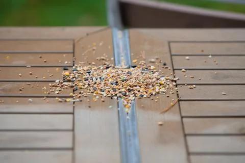Bird and squirrel feed on a table at a camp site in the UK Stock Photos
