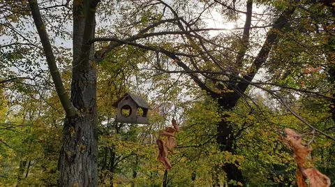 Bird and squirrel feeder on a tree Stock Photos