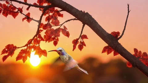 Bird and sunset Stock Footage 280106978