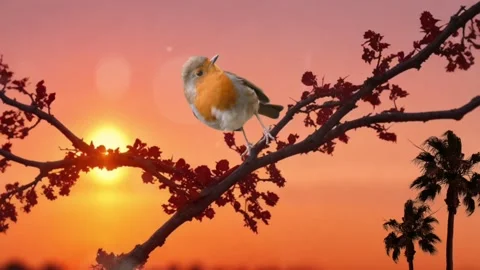 Bird and sunset Stock Footage 280107324
