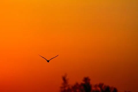Bird and sunset Stock Photos