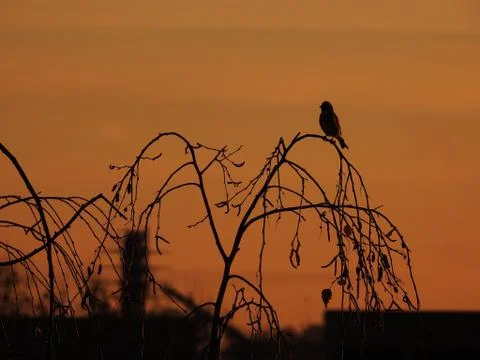 Bird and Sunset Stock Photos