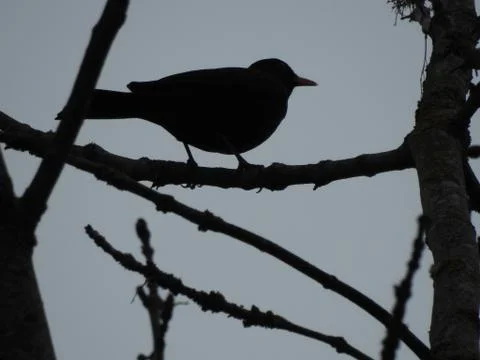 Bird and Sunset Stock Photos