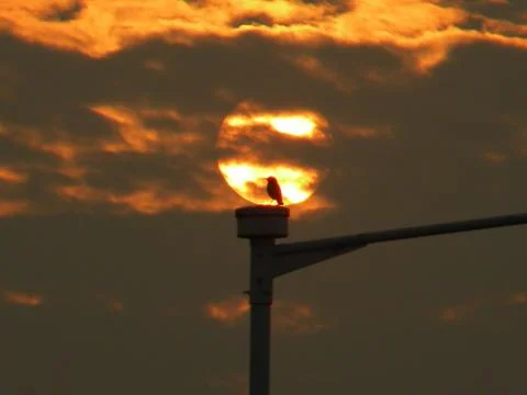 A bird and sunset Foto stock