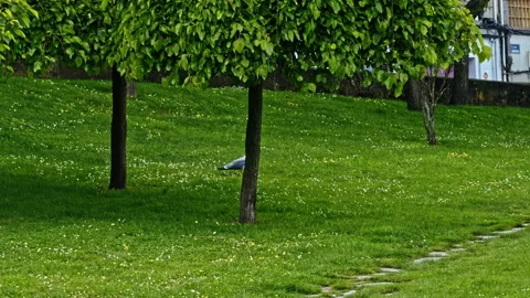 Bird and Trees in a Park Stock Footage 278043803