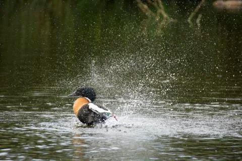 Bird and warer Stock Photos