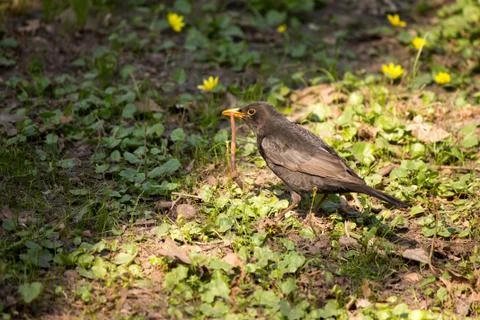 Bird and Worm Stock Photos