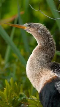 Bird. Anhinga bird. Stock Photos