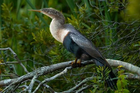 Bird. Anhinga bird. Stock Photos
