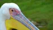 Bird Animal Pelican Stock Footage