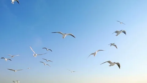 Bird Animal Seagulls Flying on Bright Blue Sky Stock Footage
