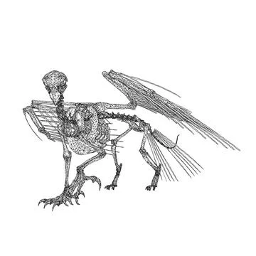 Bird animal skeleton vector illustration isolated on white background, Hand.. Stock Illustration