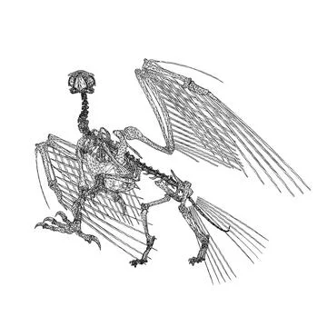 Bird animal skeleton vector illustration isolated on white background, Hand.. Stock Illustration