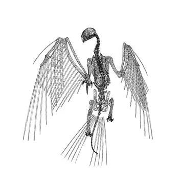 Bird animal skeleton vector illustration isolated on white background, Hand.. Stock Illustration