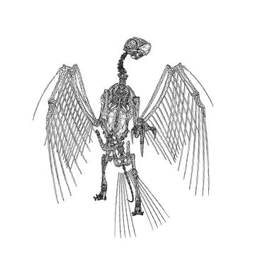 Bird animal skeleton vector illustration isolated on white background, Hand.. Stock Illustration