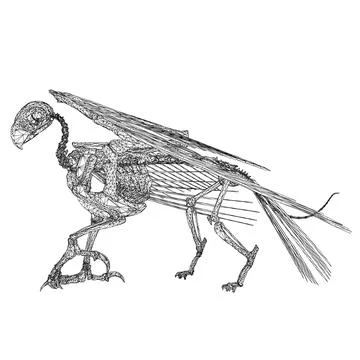 Bird animal skeleton vector illustration isolated on white background, Hand.. Stock Illustration