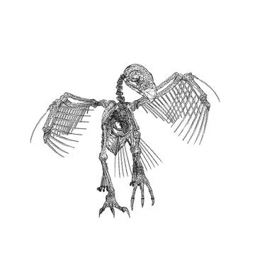 Bird animal skeleton vector illustration isolated on white background, Hand draw Stock Illustration