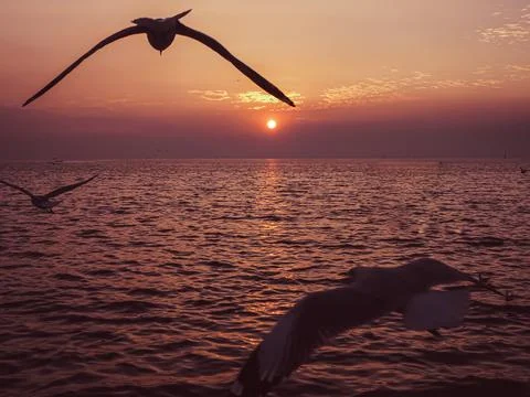 Bird animal wildlife flying over horizon scenics Calm sea water ocean sunset  Stock Photos