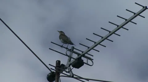 Bird on the antenna Stock Footage 12449744