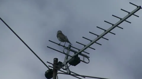 Bird on antenna Stock Footage 12449750