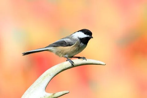 Bird on an antler Stock Photos