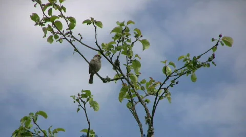 Bird in an apple tree Stock Footage 477620