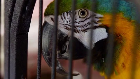Bird are locked inside the cage. Blue and yellow parrot bird Stock Footage 94937330