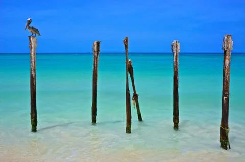 Bird of Aruba Stock Photos