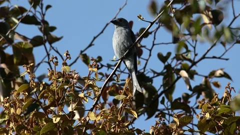 Bird Ashy Drongo perch on tree branch Stock Footage 171521275