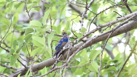 Bird, Asian Emerald Cuckoo (Chrysococcyx maculatus) in the nature Video stock 87926028