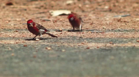 Bird on an asphalt Stock Footage 48374922