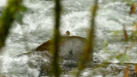 Bird atop single stone in heavy current river moves around a bit Stock Footage 126807972