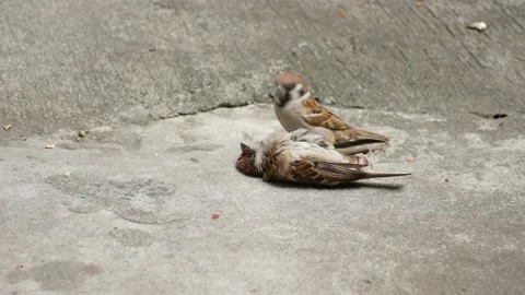 Bird attack! Cannibal Eurasian Tree Sparrow (1 of 6) Stock Footage 150340257